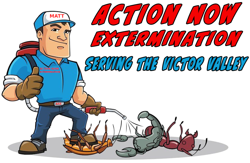 Action Now Extermination Serving the Victor Valley